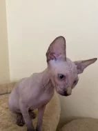 SPHYNX kočičky bez PP
