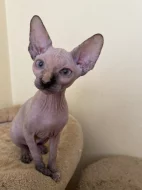 SPHYNX kočičky bez PP
