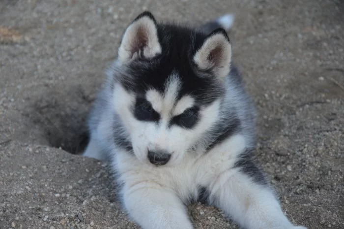 Sibiřský husky s PP