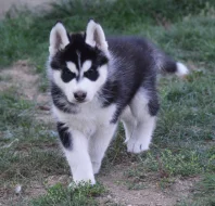Sibiřský husky s PP