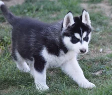 Sibiřský husky s PP