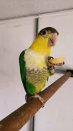 Amazonek bělobřichy