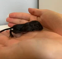 Pískomil mongolský