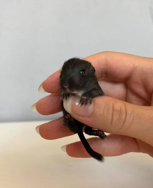 Pískomil mongolský