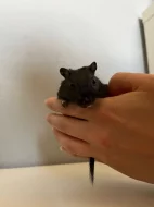 Pískomil mongolský