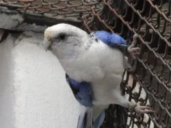 Rosela pestrá MODRÁ + štěp. na modré