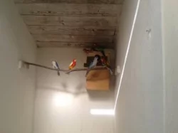 Rosela pestrá MODRÁ + štěp. na modré