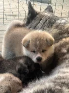 Akita Inu Ichimei