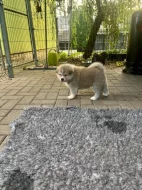 Akita Inu Ichimei
