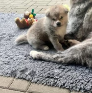 Akita Inu Ichimei