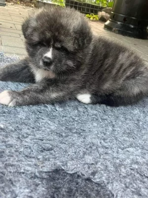 Akita Inu Ichimei