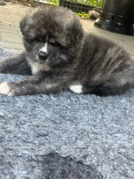 Akita Inu Ichimei