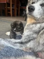 Akita Inu Ichimei