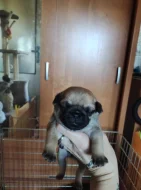 Mops