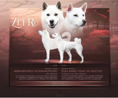Kishu-Goro bílý pes