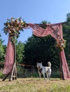 Kishu-Goro bílý pes