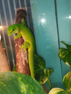 Phelsuma grandis 2.1.0