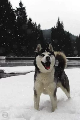 Sibiřský Husky k pokrytí