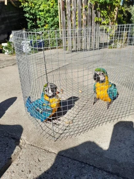 Mláďata Ary Ararauny