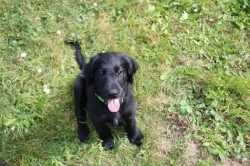 štěňátka Flat Coated retriever