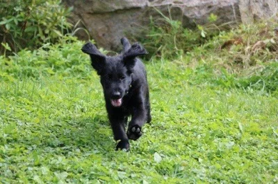 štěňátka Flat Coated retriever