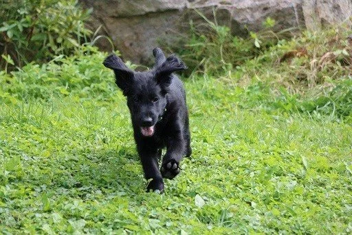 štěňátka Flat Coated retriever