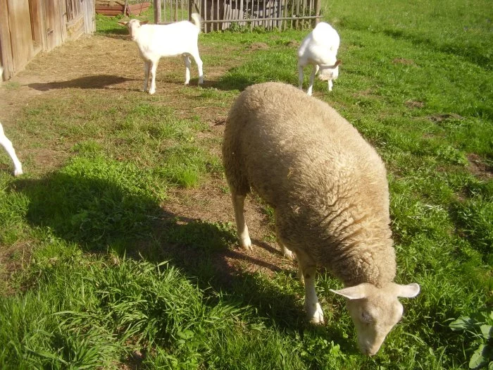 Prodám letošní jehničky