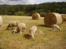 Prodám letošní jehničky