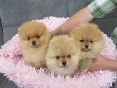 Pomeranian