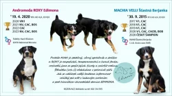 Appenzellský švýcarský salašník - 2 chlapi na práci i zábavu