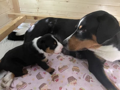 Appenzellský švýcarský salašník - 2 chlapi na práci i zábavu