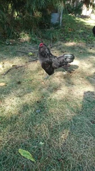 Antverpský vousáč