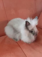 Zakrslý králíčci