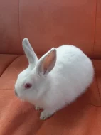 Zakrslý králíčci