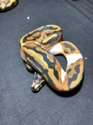 Krajta královská (Python regius) - pastel piebald scaleless head