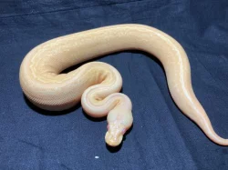 krajta královská (Python regius) - Albino