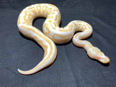 krajta královská (Python regius) - Albino