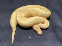 krajta královská (Python regius) - Albino