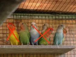 agapornis růžovohrdlý