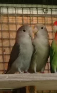 agapornis růžovohrdlý