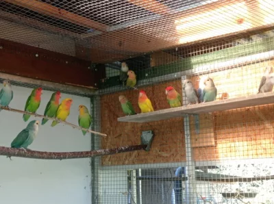 agapornis růžovohrdlý