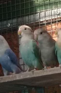 agapornis růžovohrdlý