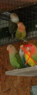 agapornis růžovohrdlý