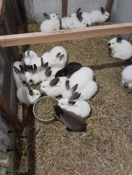 Kaliforský králík