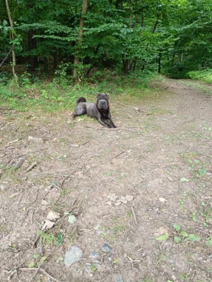 Štěňátka k zamluvení