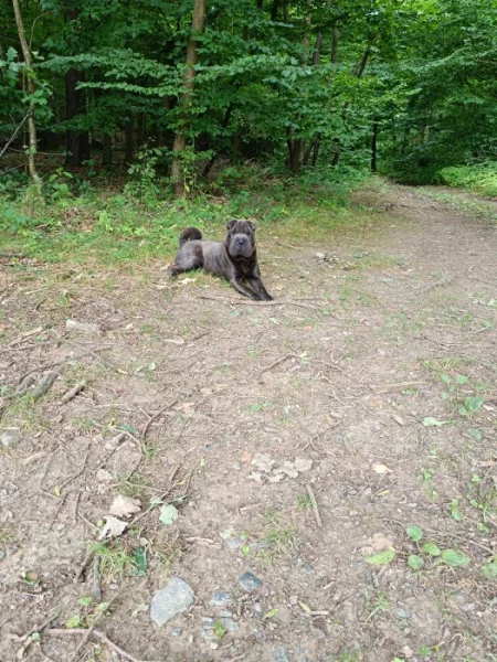 Štěňátka k zamluvení