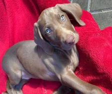 Nabízíme štěně ohaře, staří 9 týdnů