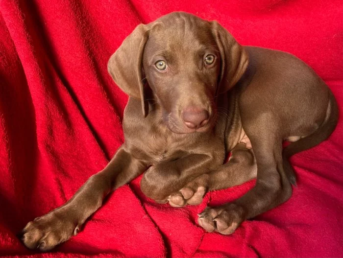 Nabízíme štěně ohaře, staří 9 týdnů