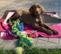 Nabízíme štěně ohaře, staří 9 týdnů