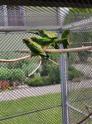 Aratinga škraboškový